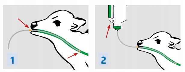 APARAT BUTELKA DO POJENIA CIELĄT Z SONDĄ 130 CM 3L PROFESJONALNY