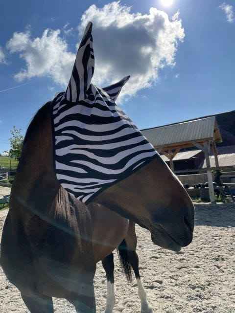 MOSKITIERA MASKA DLA KONIA PRZECIW OWADOM NA MUCHY ZEBRA Z USZAMI PONY