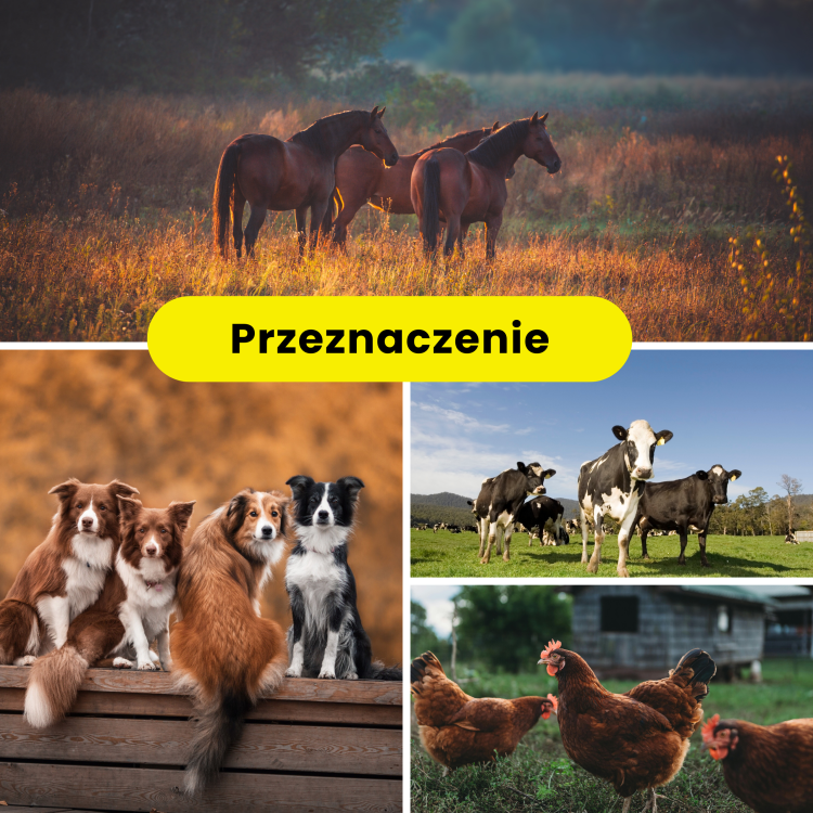 OGRODZENIE ELEKTRYCZNE PASTUCH ELEKTRYCZNY DLA PSA DO OGROGU NA WYDRĘ DRÓB