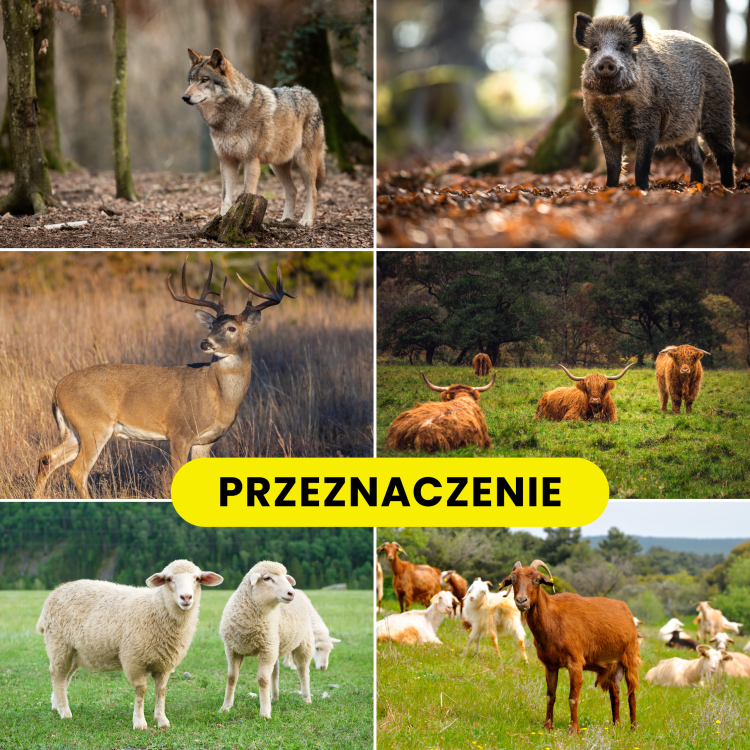 PASTUCH ELEKTRYCZNY BARDZO MOCNY NA DZIKI WILKI BYDŁO ZE SŁUPKAMI 12V
