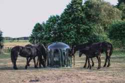 PAŚNIK DLA KONI ALPAK Z SIATKĄ 10-CIO STANOWISKOWY TYPU DZWON ZIELONY