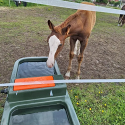 POIDŁO PASTWISKOWE DWUKOMOROWE 230L NA PADOK Z ZAWOREM PŁYWAKOWYM