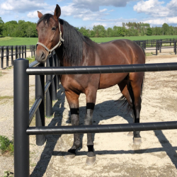 Ujeżdżalnia Equisafe czarny.png