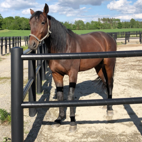 Przejdź do produktu Ogrodzenie dla koni z 2 poprzeczkami 1,35m wysokości