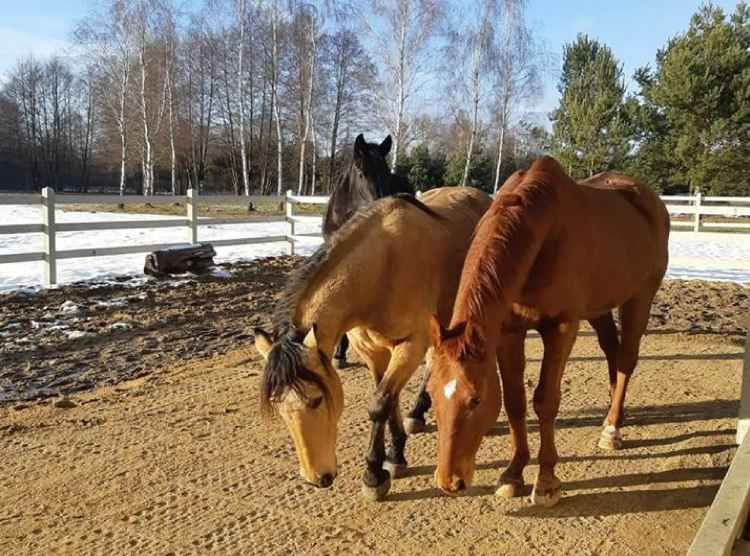 Płyta antybłotna kratka nawierzchniowa na padok pastwisko