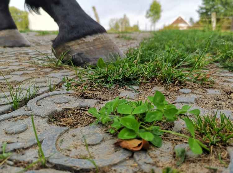 Płyta antybłotna kratka nawierzchniowa na padok pastwisko