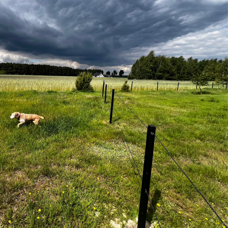 czarne słupki Equisafe.png