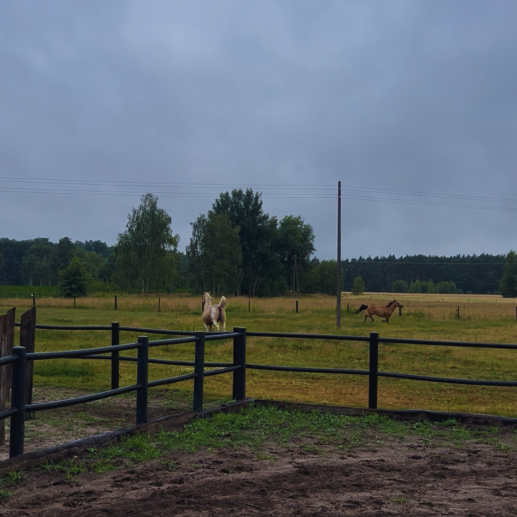 Ogrodzenie dla koni Equisafe czarne od Profarmer.eu — kopia.png