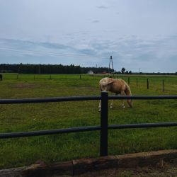 ogrodzenie dla koni z mocnego plastiku od Profarmer.eu — kopia.png