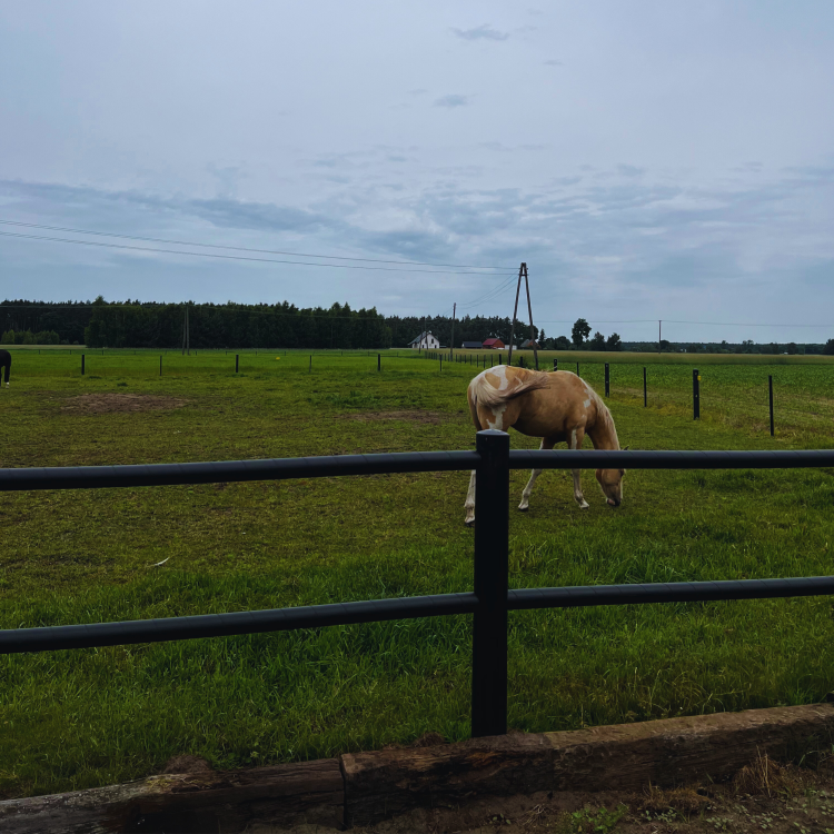 ogrodzenie dla koni z mocnego plastiku od Profarmer.eu — kopia.png