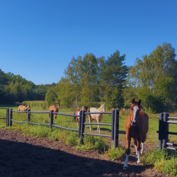 Ogrodzenie pastwiska od Profarmer.eu.png