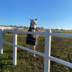 solidne ogrodzenie dla koni Equisafe — kopia.png