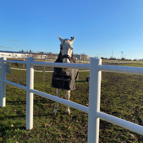 Przejdź do produktu Ogrodzenie dla koni z 2 poprzeczkami 1,35m wysokości