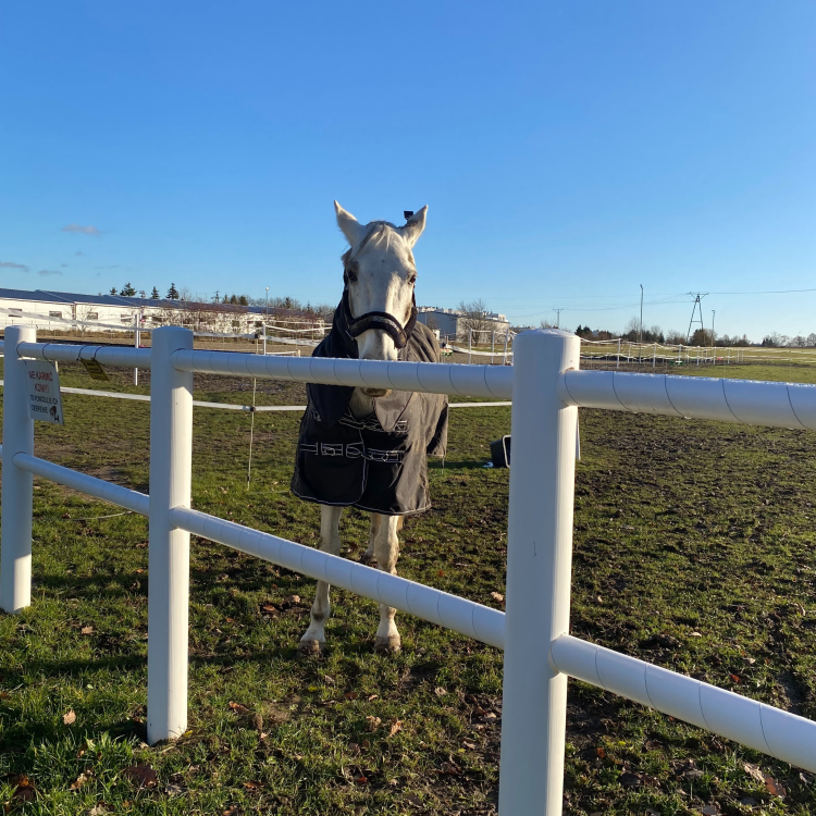 solidne ogrodzenie dla koni Equisafe — kopia.png