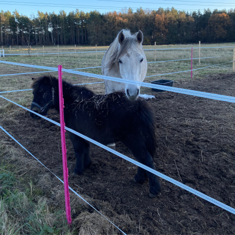 Przejdź do produktu Słupki do pastucha elektrycznego 154 cm RÓŻOWE paliki dla koni PREMIUM – 40 szt